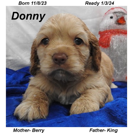 puppy, for, sale, Cocker Spaniel, Joe & Cherri  Overlease, dog, breeder, Miller, MO, dog-breeder, puppy-for-sale, forsale, nearby, find, puppyfind, locator, puppylocator, aca